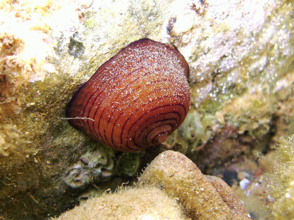 Actinia cari  (Delle Chiaje, 1825)